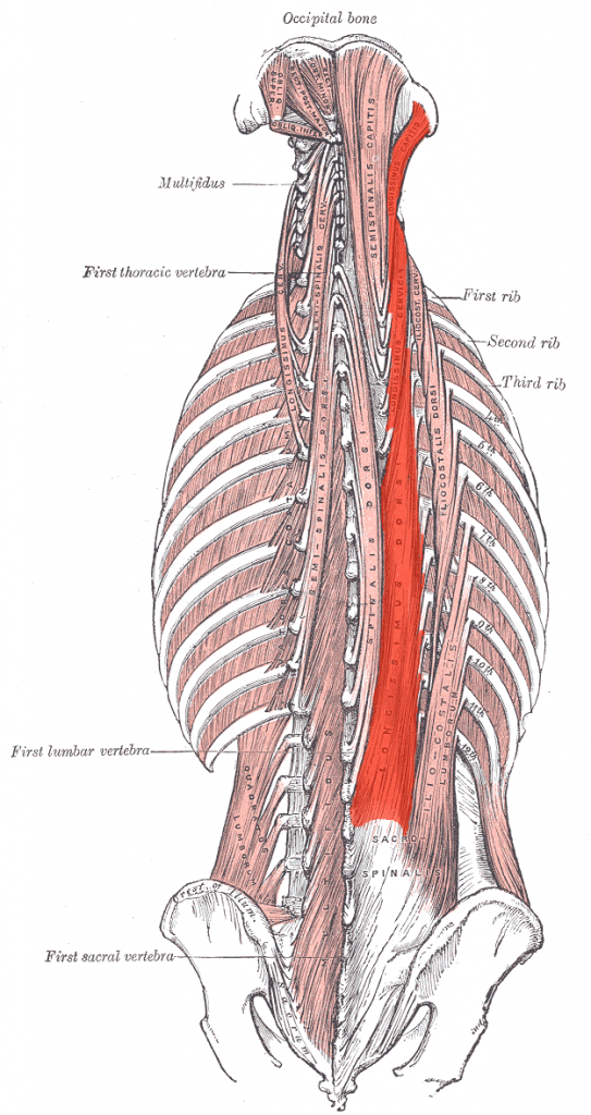 عضلات لانژیسیموس